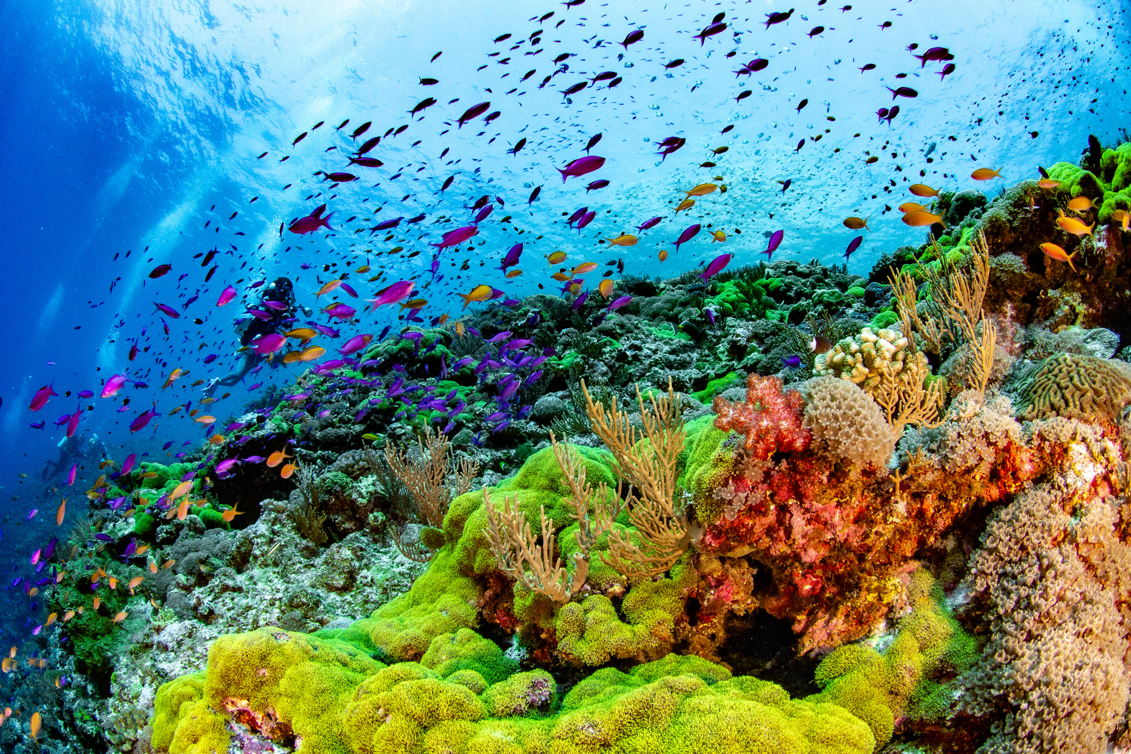 coral
