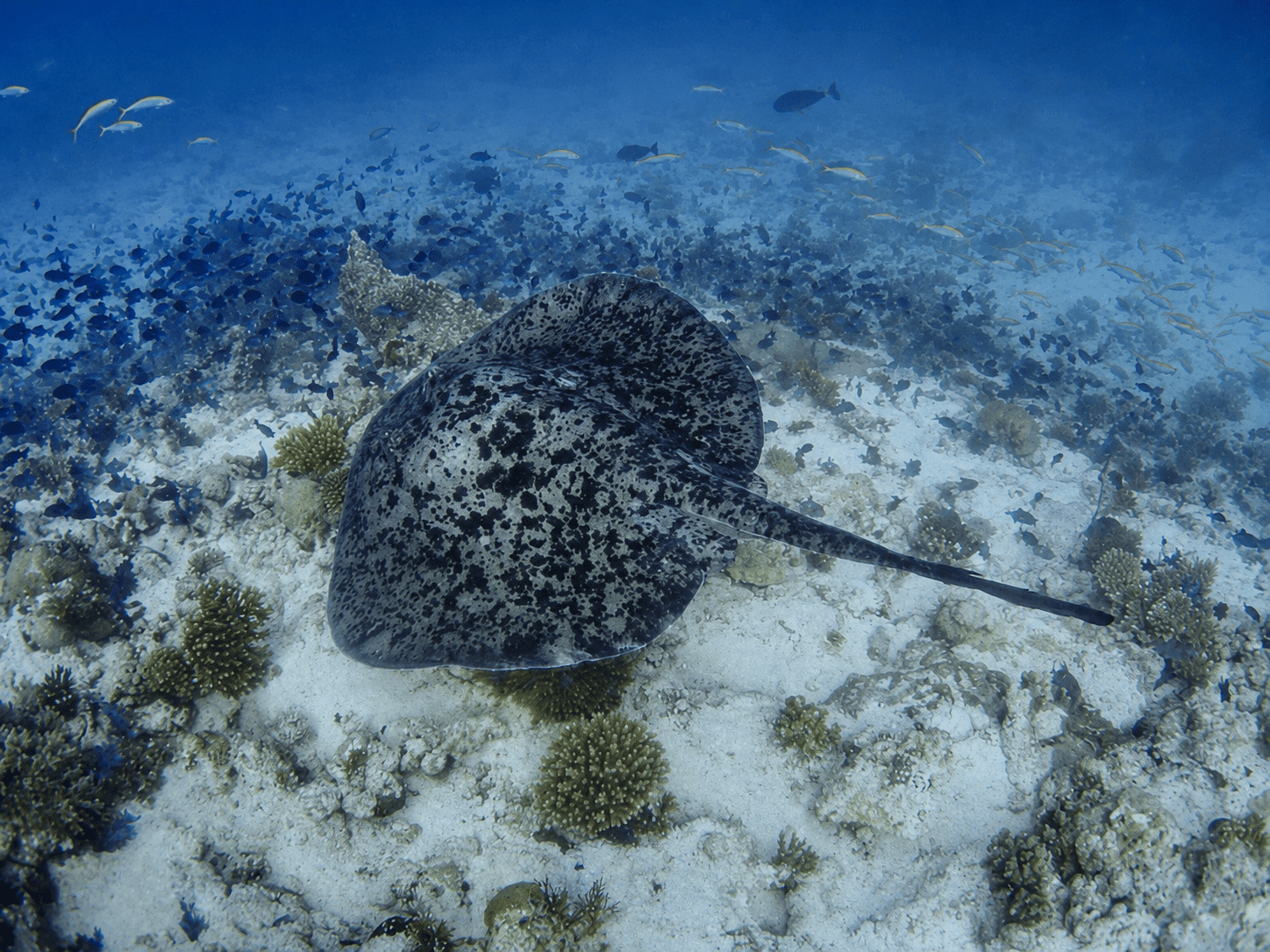 Black blotched stingray
