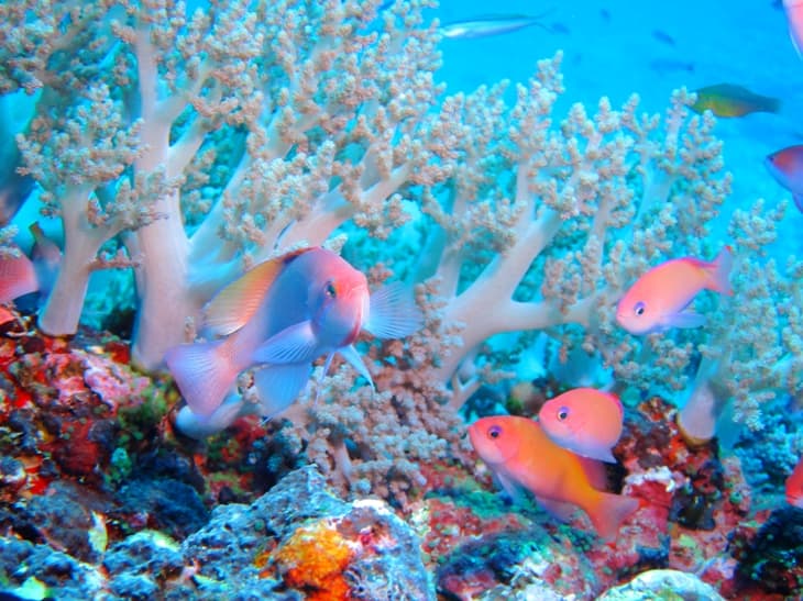 coral