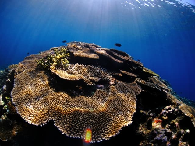 coral