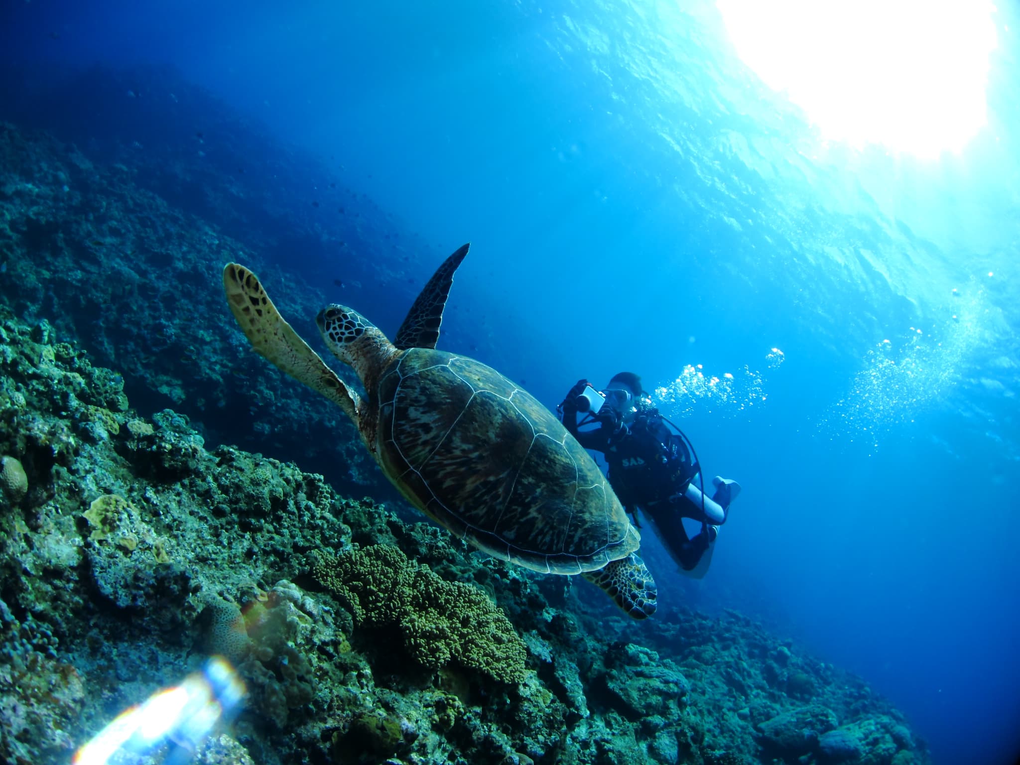 sea turtle