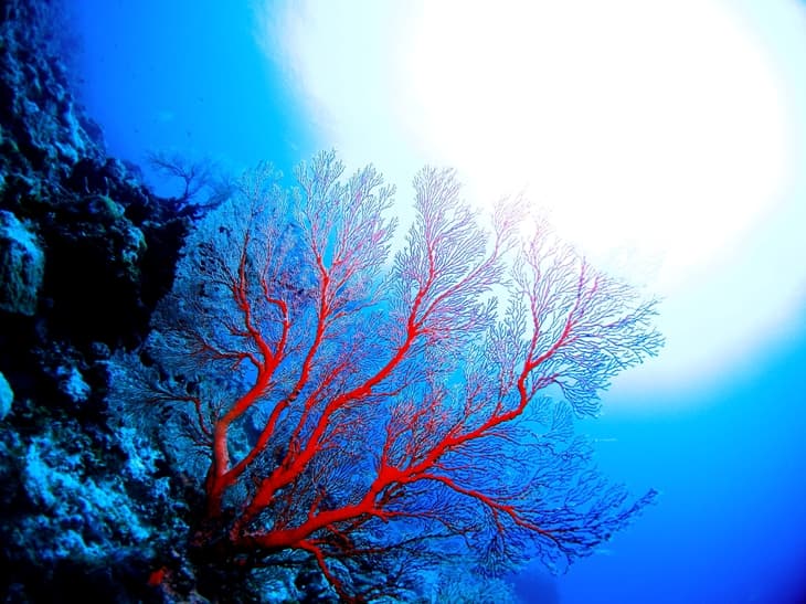 coral